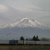 shasta5