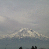 shasta8