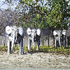 Elephants
