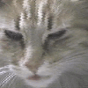 fuzz1