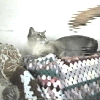 sugar1