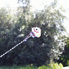 pic00016